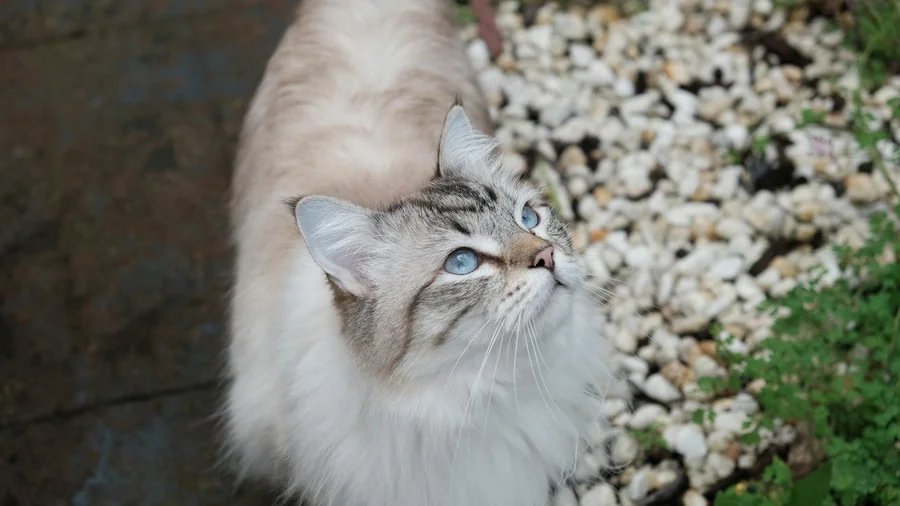 12 kedi irkının Şaşırtıcı gerçekleri detay 2