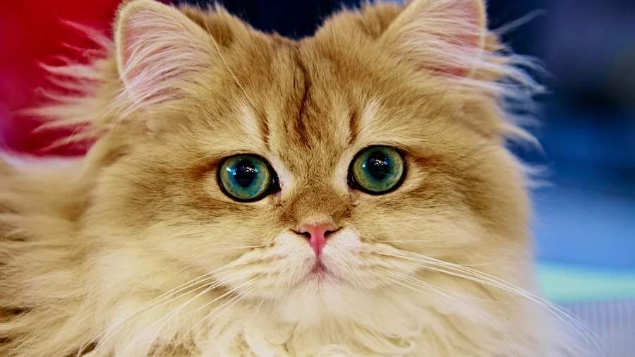 12 kedi irkının Şaşırtıcı gerçekleri detay 3
