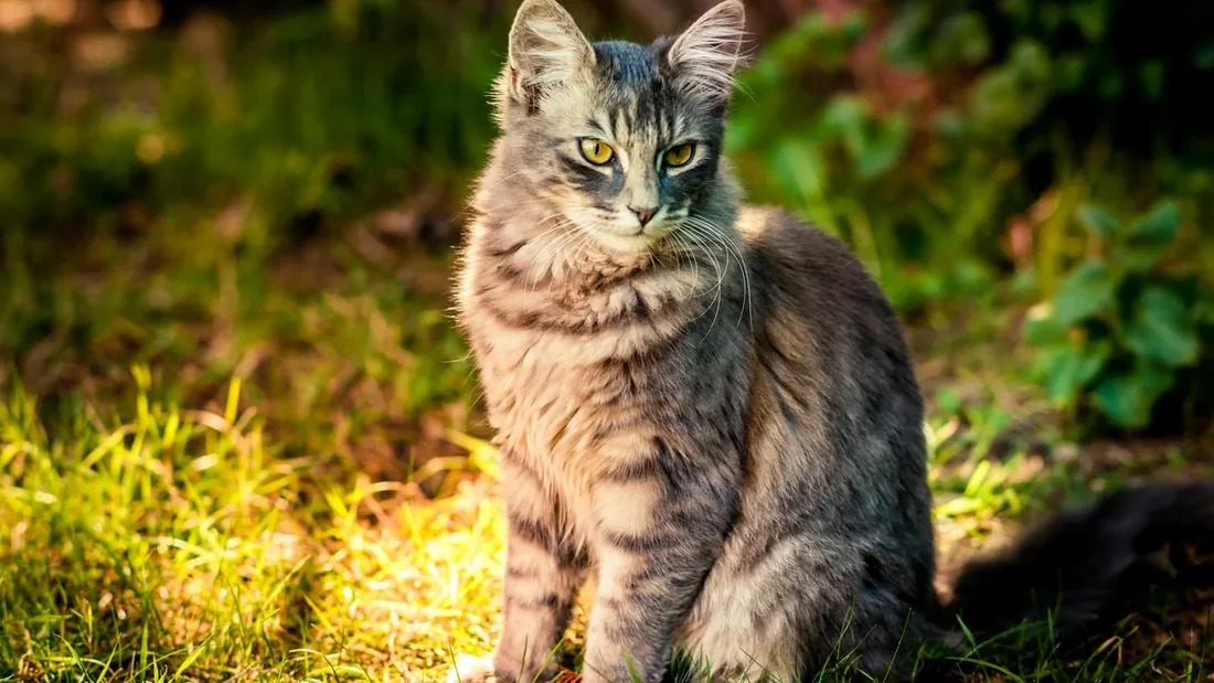 12 Kedi Irkının Şaşırtıcı Gerçekleri