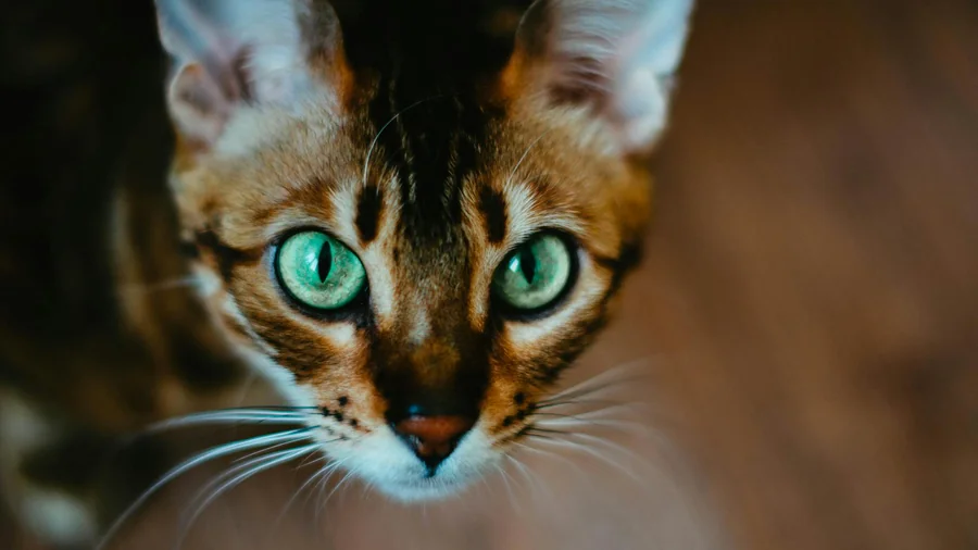 dünyanın en pahalı 10 kedi irkı detay 1
