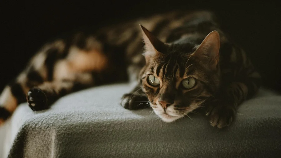 dünyanın en pahalı 10 kedi irkı detay 2