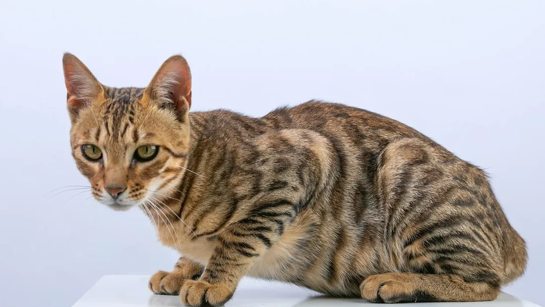 Dünyanın En Pahalı 10 Kedi Irkı