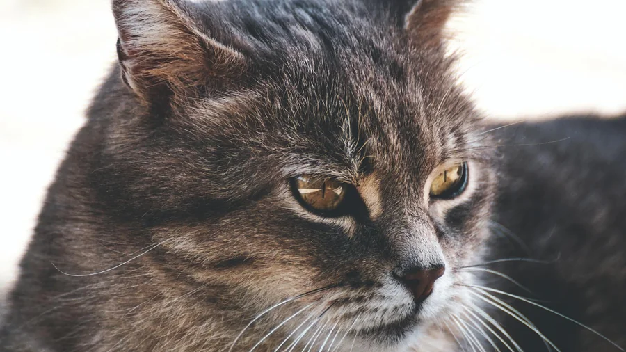 kedi hafızası: bilim İnsanlarının bulduğu 8 gerçek detay 2