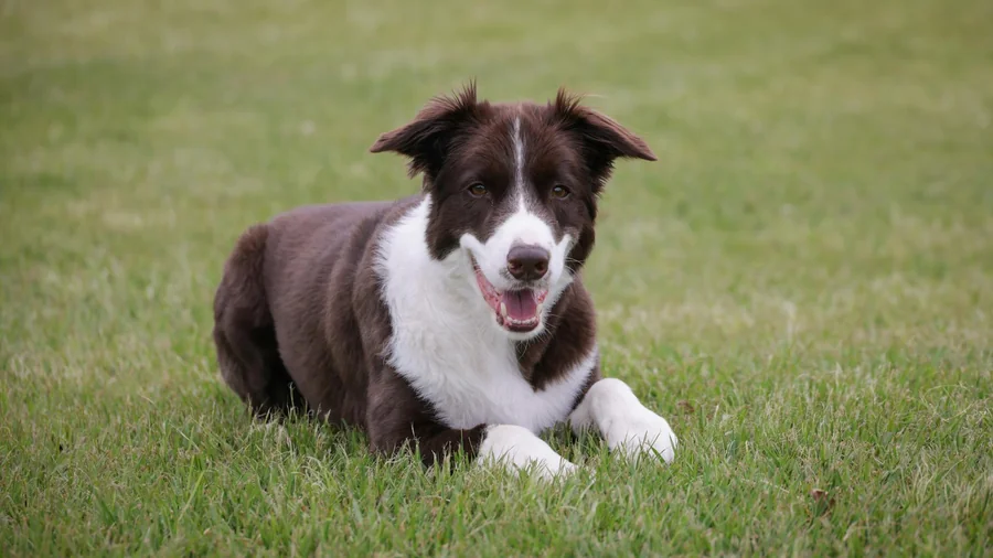 köpek zeka sıralaması: en akıllı 15 irk detay 1