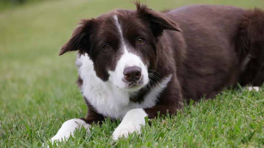 köpek zeka sıralaması: en akıllı 15 irk detay 2