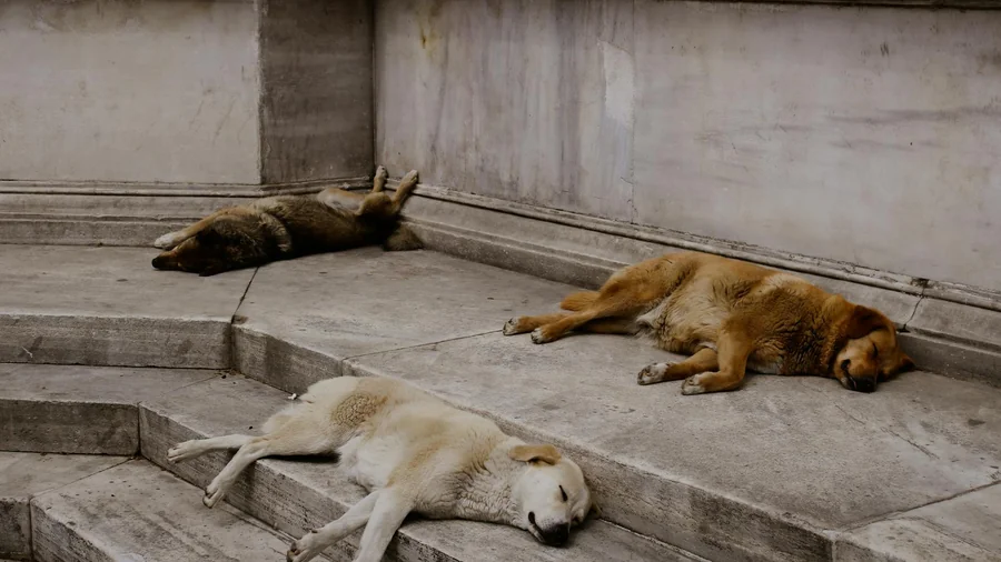 türkiye'de yaşayan 10 sokak köpek tipi detay 1