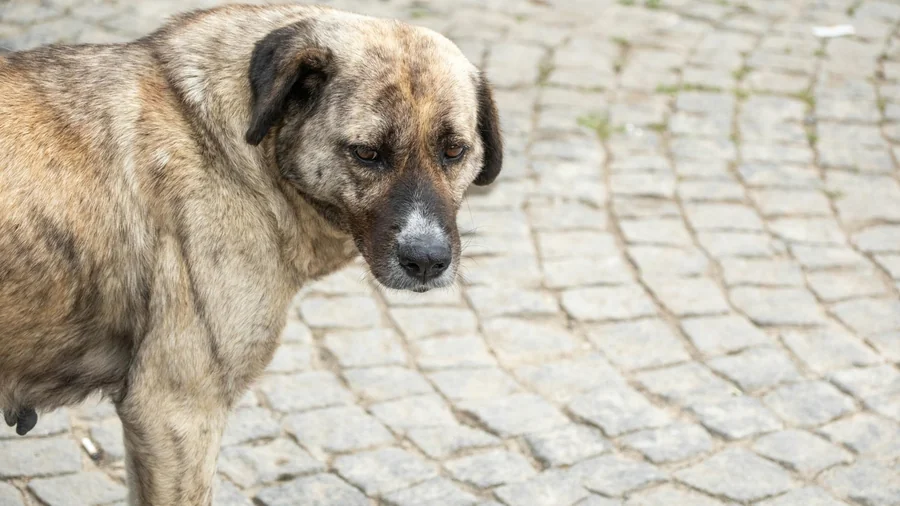 türkiye'de yaşayan 10 sokak köpek tipi detay 3