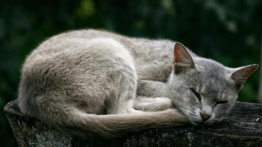 kedi rüyaları: bilimsel 7 açıklama detay 1