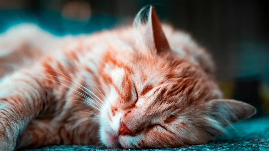 kedi rüyaları: bilimsel 7 açıklama detay 2