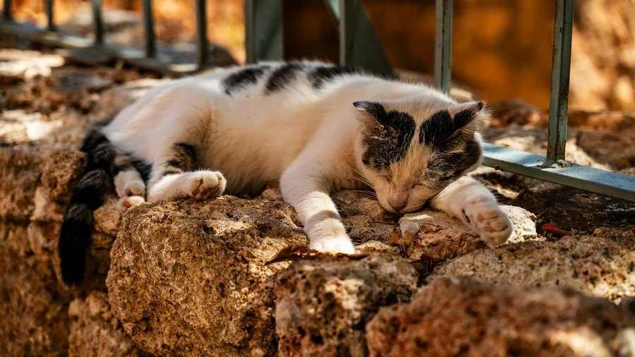 kedi rüyaları: bilimsel 7 açıklama detay 3