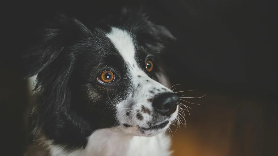 pet fotoğrafı Çekme: profesyonel 11 püf nokta detay 2