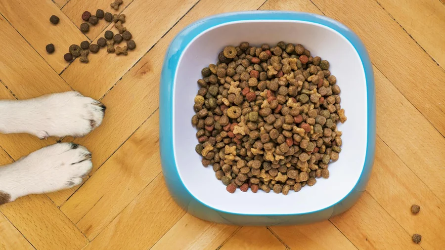 kuru mama mı islak mama mı? 9 maddede karşılaştırma detay 1
