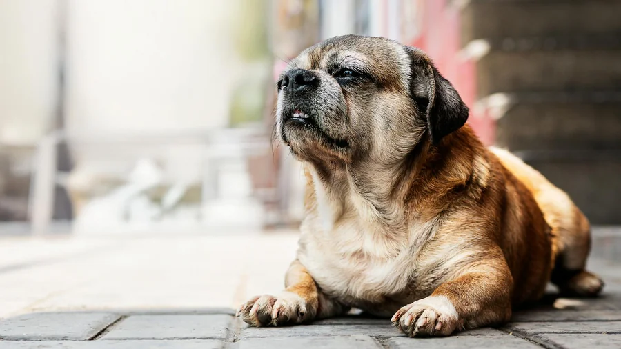 kilolu pet diyeti: 8 haftada sağlıklı kilo verme programı detay 2