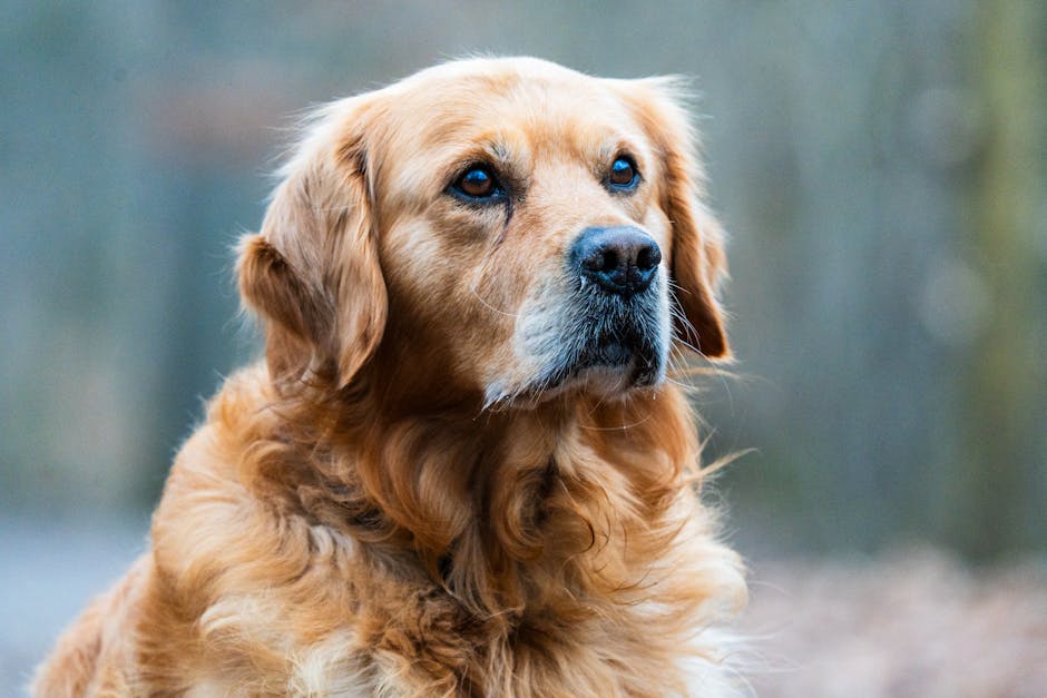 Close-up portrait of a Golden Retriever dog with soft focus outdoor backdrop.
