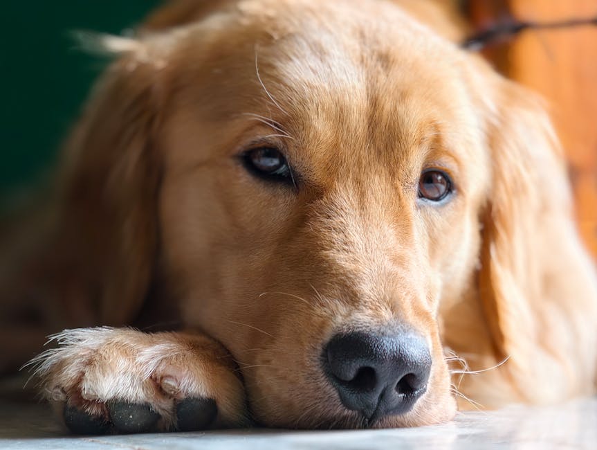 Young Golden Retriever resting indoors with a peaceful gaze.