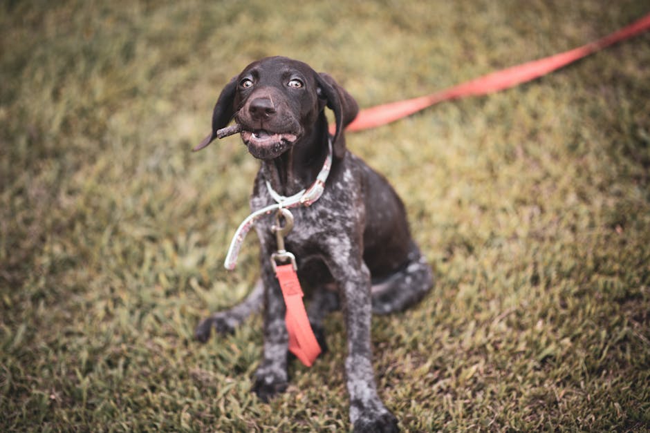 A lively German Shorthaired Pointer puppy chewing a stick while sitting on grass with a red leash.