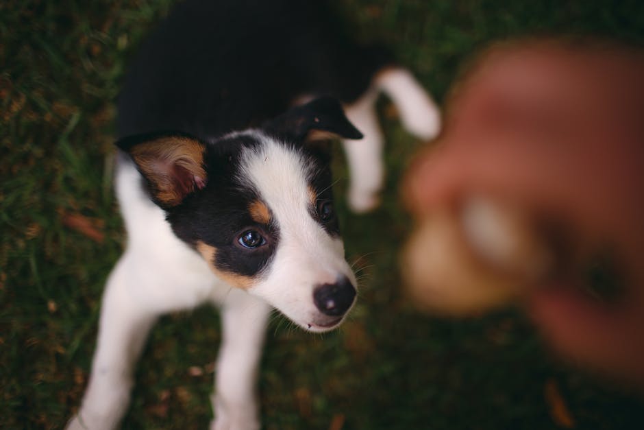 A cute border collie puppy lying on grass, eagerly looking upwards, showcasing its playful nature.