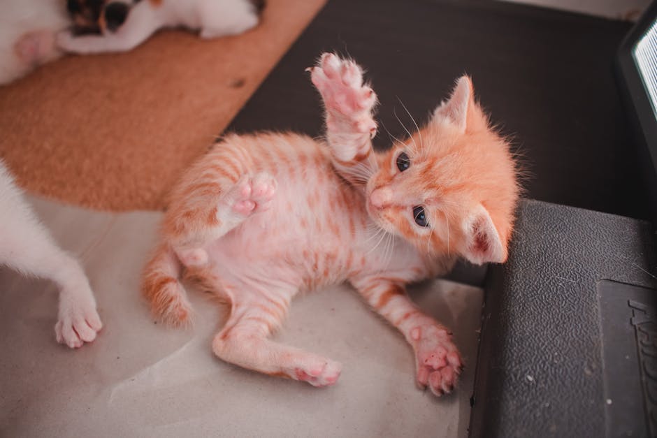 Adorable orange tabby kitten playing indoors with paws up, full of cuteness and charm.