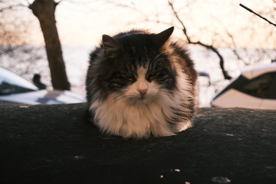 Adorable street cat resting on a warm car in Istanbul, evoking urban charm.