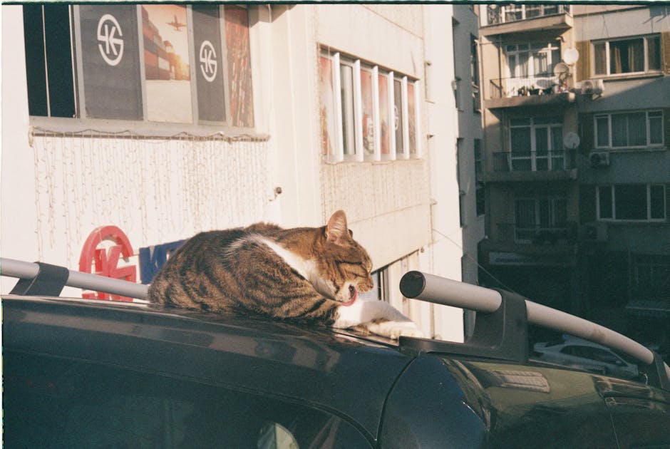 A tabby cat lounging on a car roof in an Istanbul urban setting.