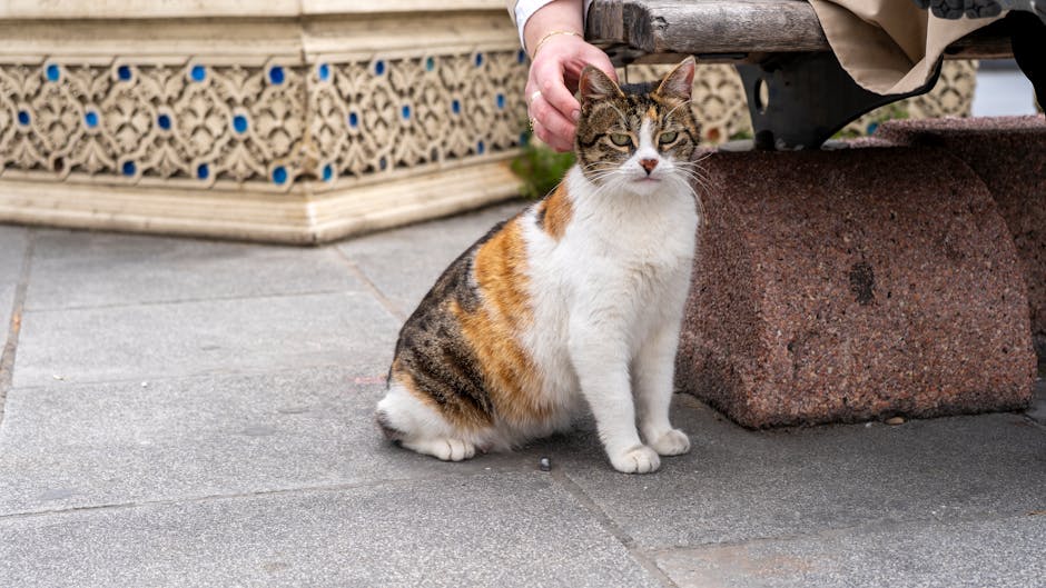 A friendly cat enjoys a peaceful moment with a person in Istanbul, Türkiye.