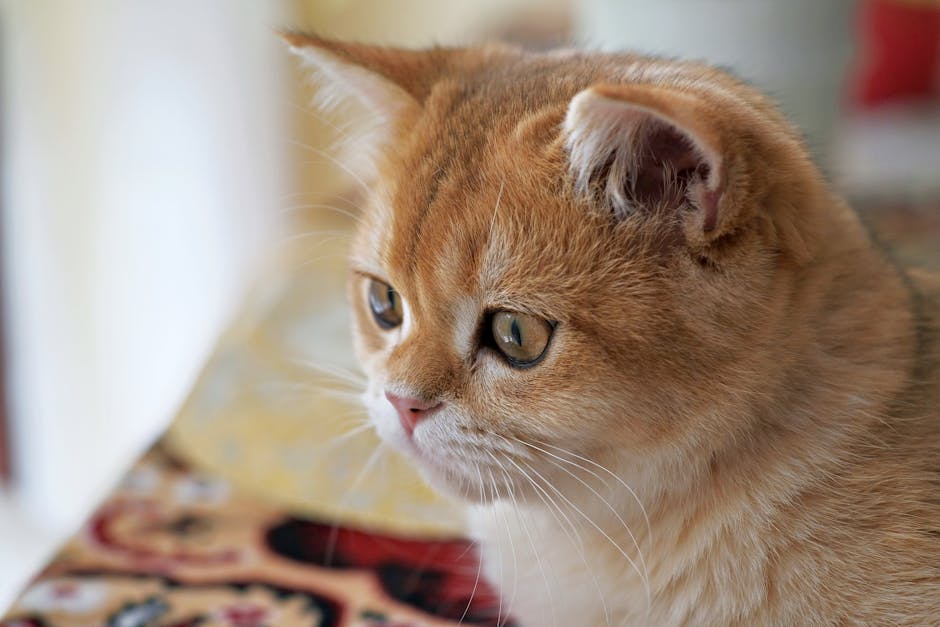 Adorable ginger British Shorthair cat gazing attentively, showcasing vivid whiskers and fur details.