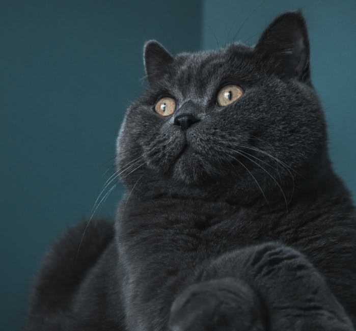 A detailed close-up of a British Shorthair cat with golden eyes and prominent whiskers examines its surroundings.