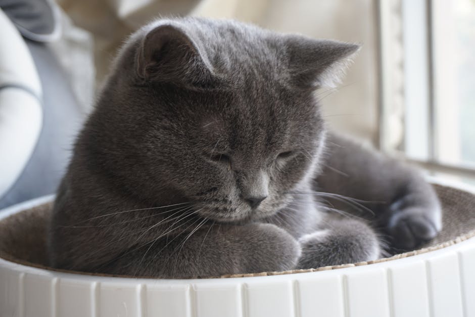 Adorable grey cat peacefully sleeping by the window in a cozy basket, capturing the essence of feline serenity and comfort.