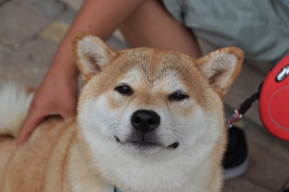Captivating close-up of a Shiba Inu dog being petted outdoors.