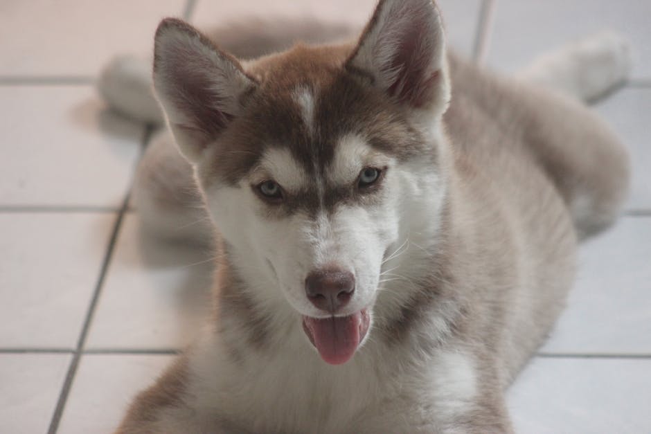 Cute Siberian Husky puppy with blue eyes lying indoors on tile floor, tongue out.