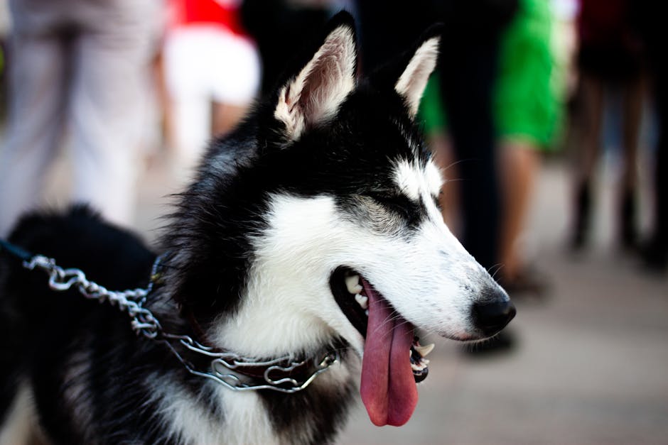 A beautiful Siberian Husky in focus outdoors with a playful tongue out.