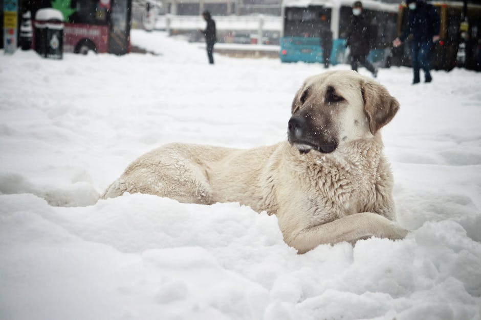 A Kangal Shepherd Dog lies comfortably in snow in Malatya, capturing the essence of winter.