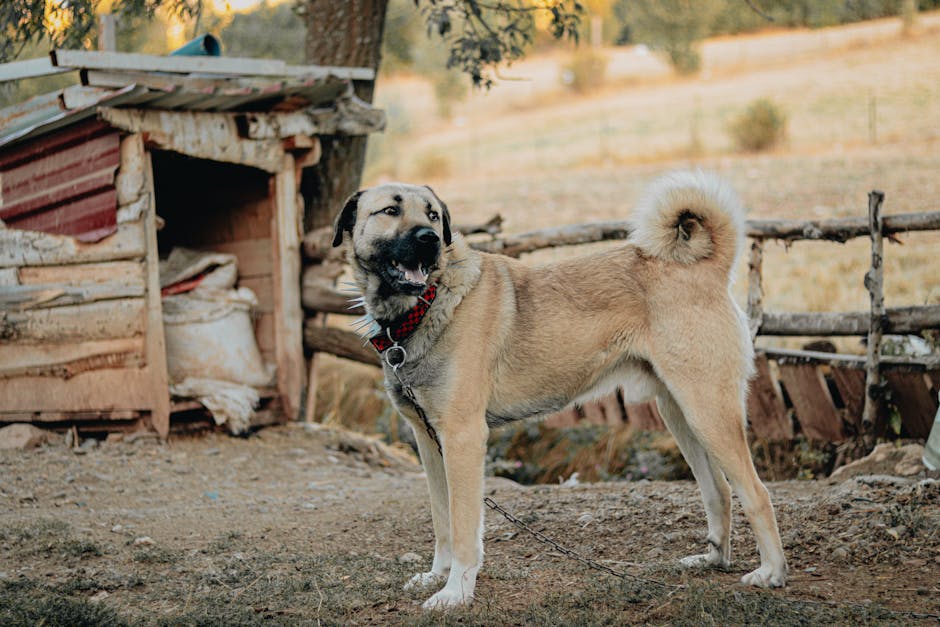 Kangal shepherd dog with spiked collar stands outdoors near a rustic shelter.