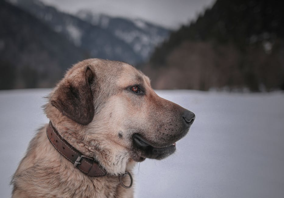 A mature Anatolian Shepherd Dog gazes calmly in a snowy mountainous region in Rize, Türkiye.