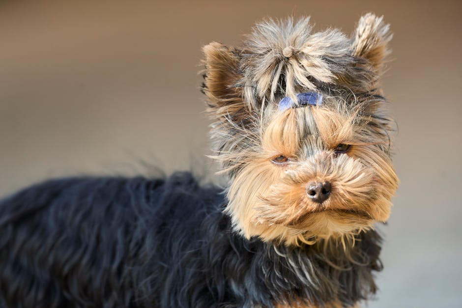 A cute Yorkshire Terrier puppy with a blue bow, showcasing its fluffy fur and expressive eyes.
