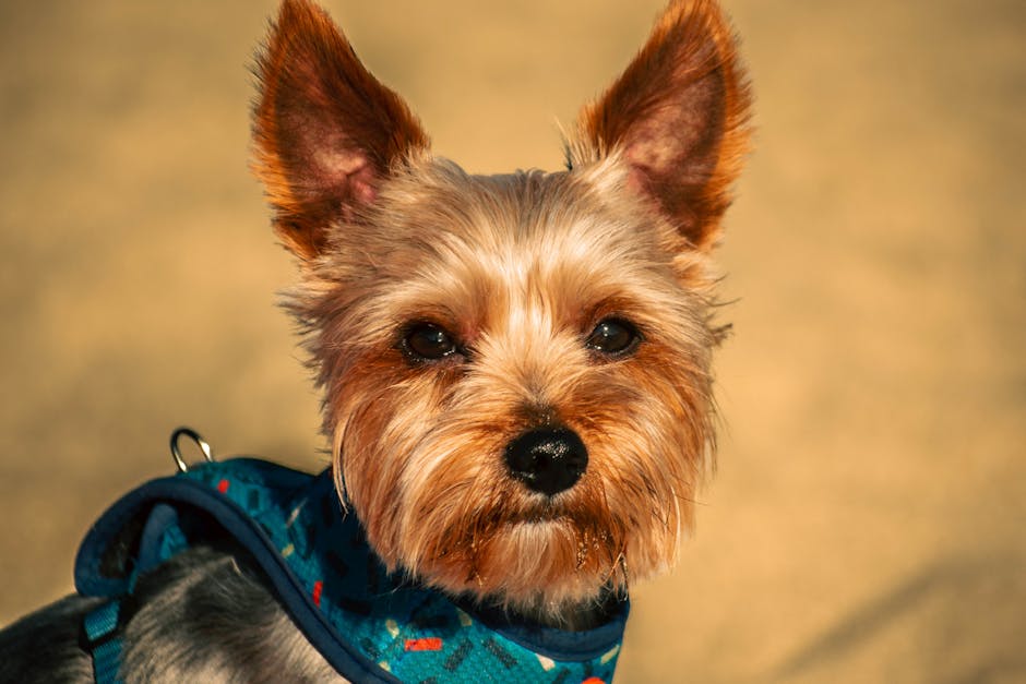 Close-up of a cute Yorkshire Terrier in a harness enjoying the outdoors.