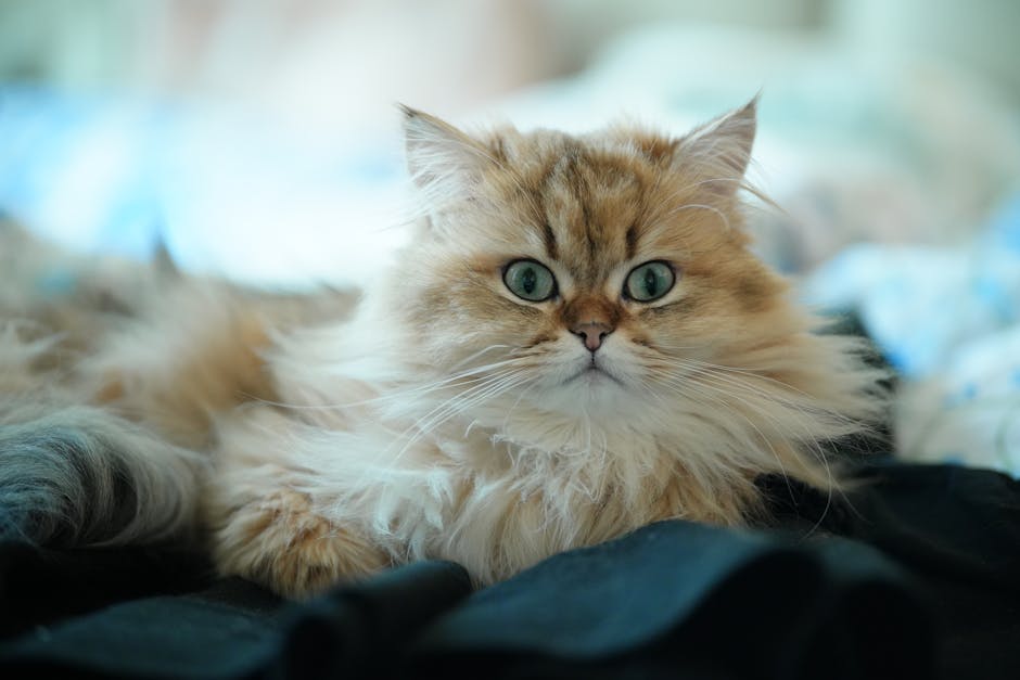 Adorable fluffy Persian cat lounging indoors with bright eyes and long fur.