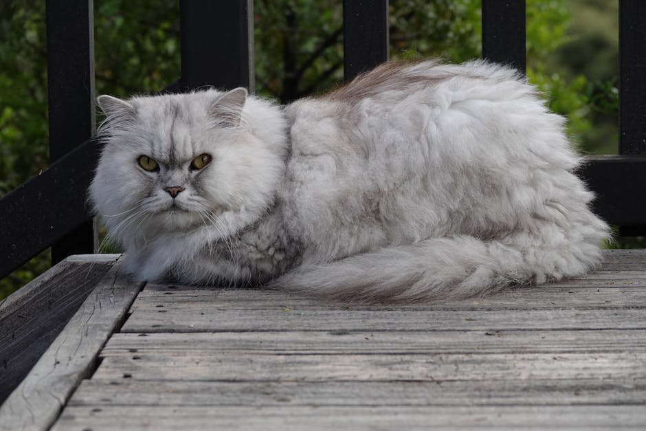 A fluffy Persian cat with grey fur lies on wooden decking outdoors.