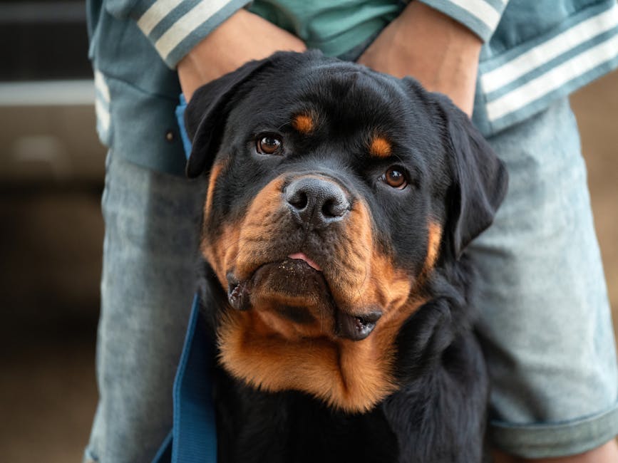 Close-up portrait of a Rottweiler with its owner outdoors, showcasing affection and loyalty.