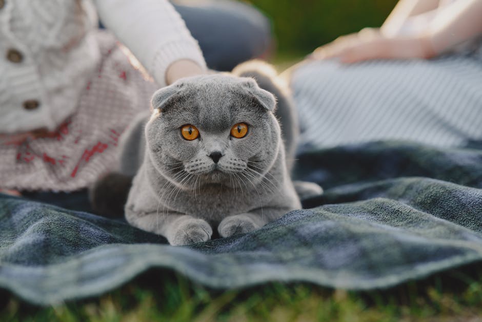 Adorable gray cat with striking eyes lying outdoors on a picnic blanket.