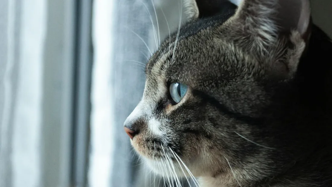 Kedi Hafızası: Bilim İnsanlarının Bulduğu 8 Gerçek