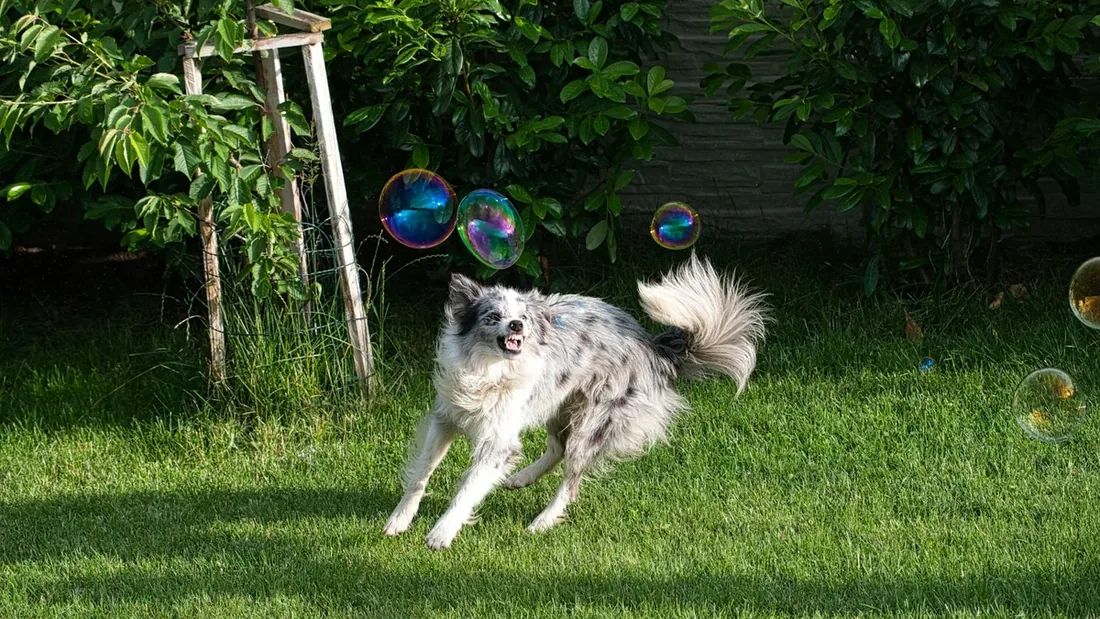 Köpek Zeka Sıralaması: En Akıllı 15 Irk