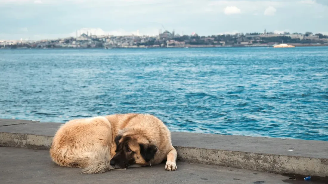 Türkiye’de Yaşayan 10 Sokak Köpek Tipi