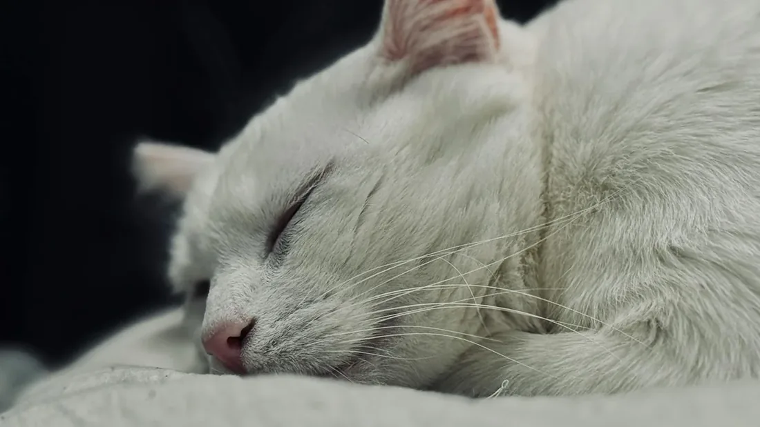 Kedi Rüyaları: Bilimsel 7 Açıklama