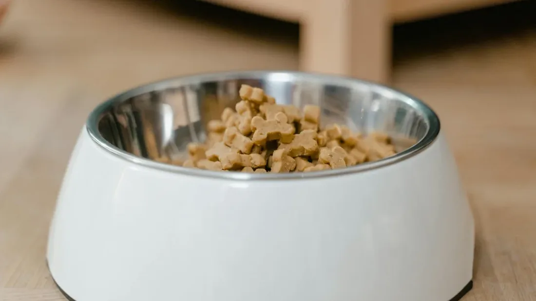 Ev Yapımı Köpek Maması: Güvenli 10 Tarif ve Kural