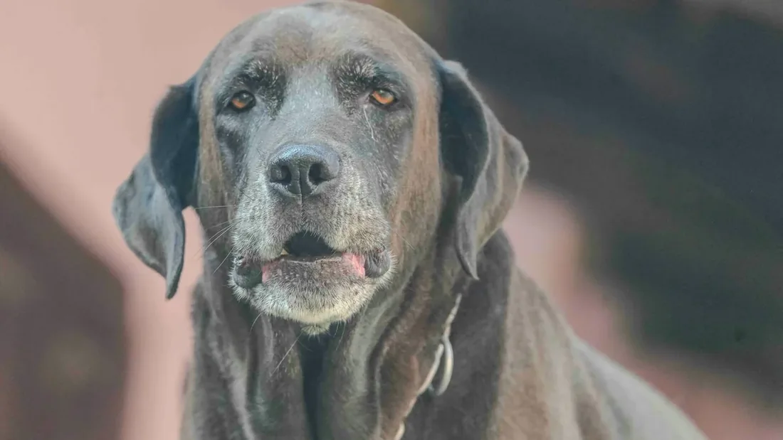Yaşlı Köpek Beslenmesi: 11 Altın Kural