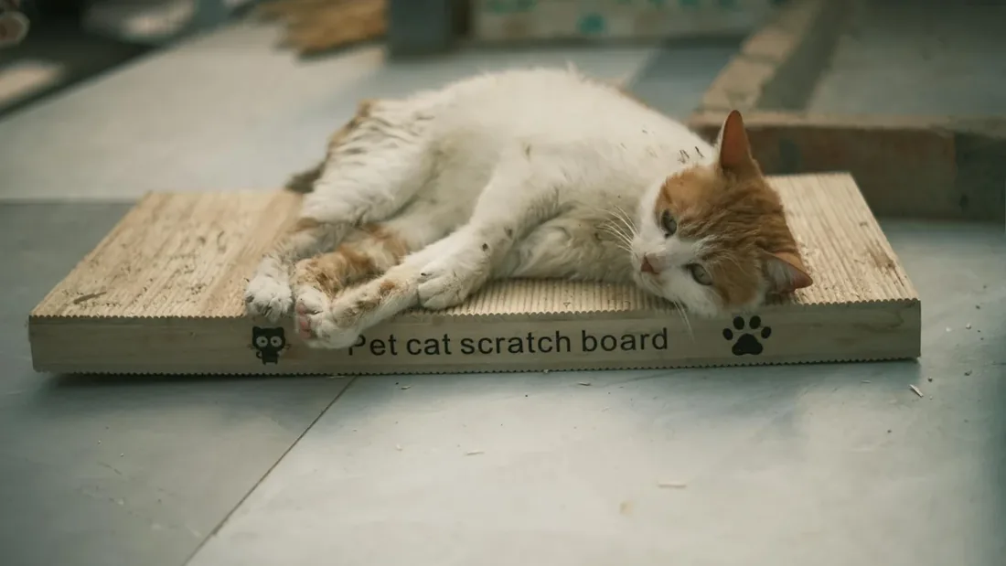 Kedi Tırmalama Sorunu: 9 Pratik Çözüm