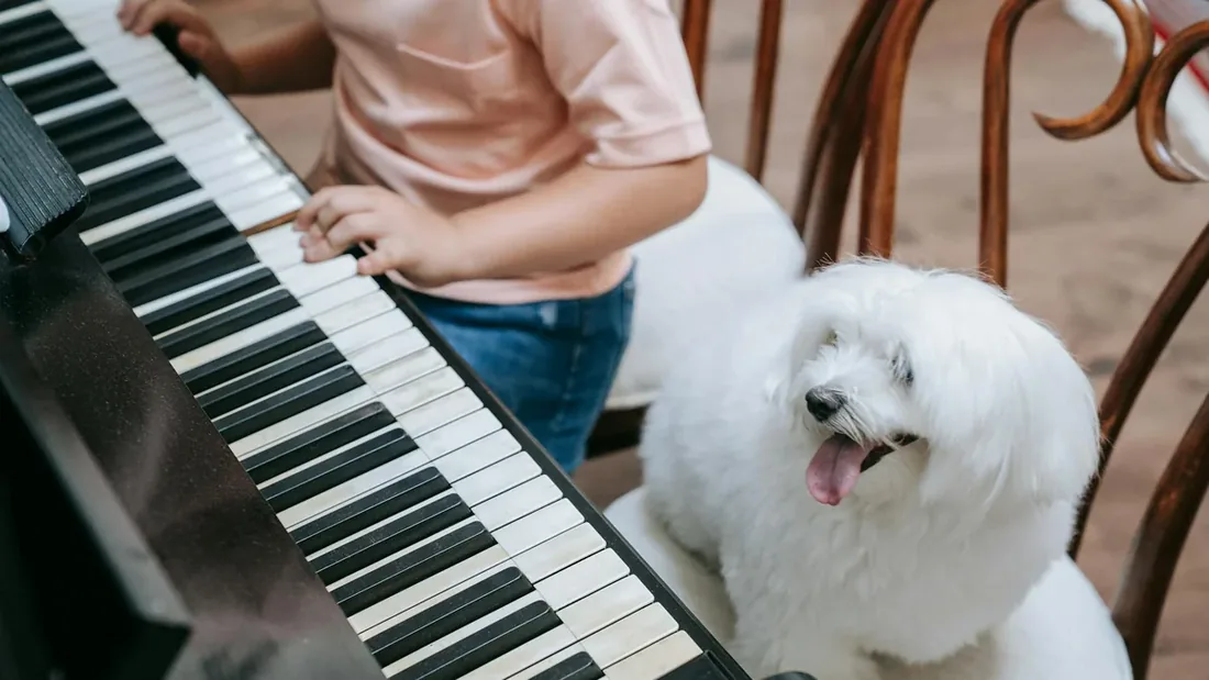 Pet-Çocuk Etkileşimi: 10 Güvenlik Kuralı