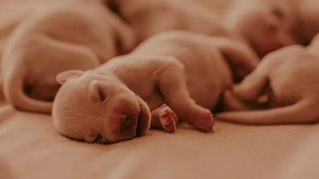 Yavru Köpek İlk 30 Gün: Haftalık Rehber