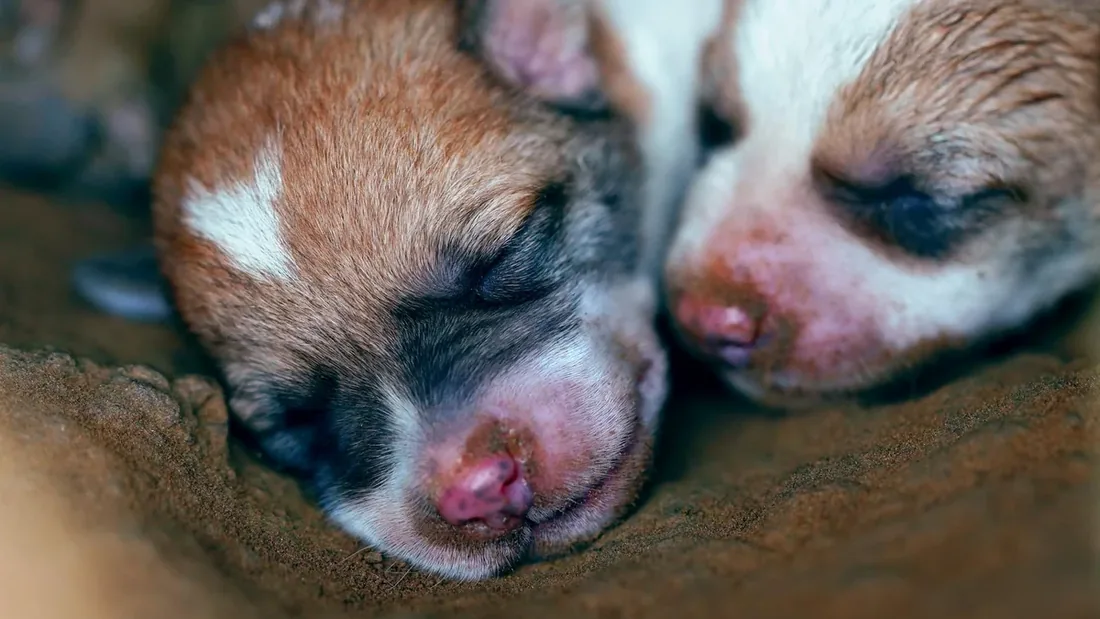 Yenidoğan Köpek Bakımı: İlk 14 Gün İçin 11 Kural